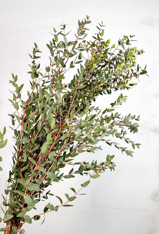 Eucalipto Italia Parviflora 70cm 300gr