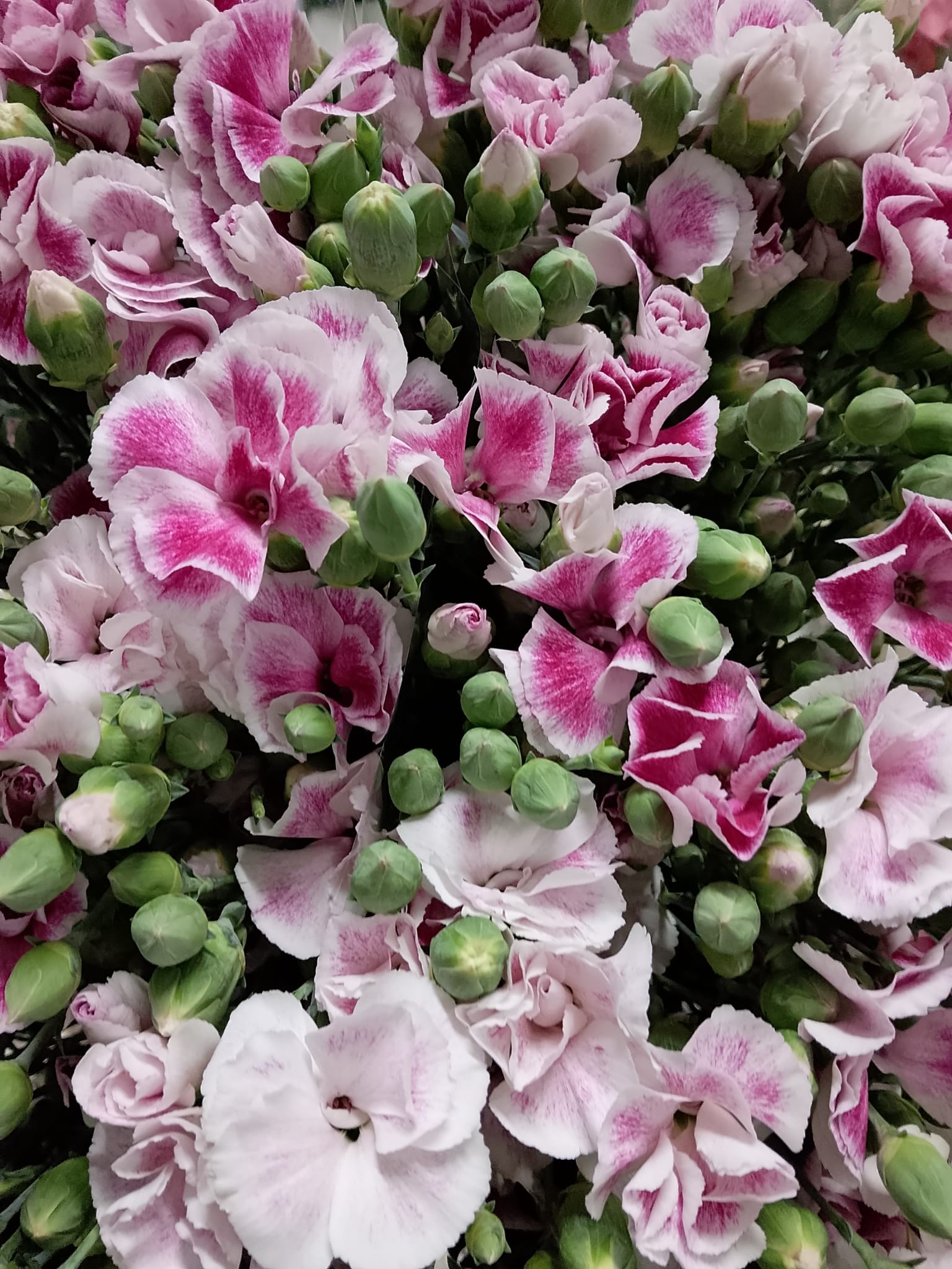 Clavel Solomio Bicolor Morado 60cm "T50"