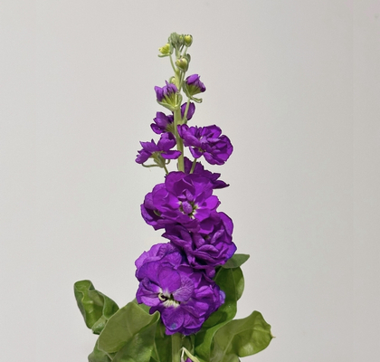 Aleli Nac. Morado 70cm