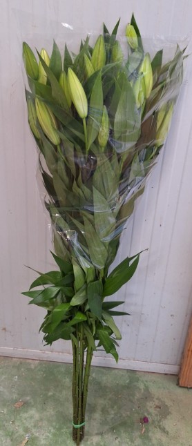 Oriental Nac. Blanco 85cm 3/4 fl.