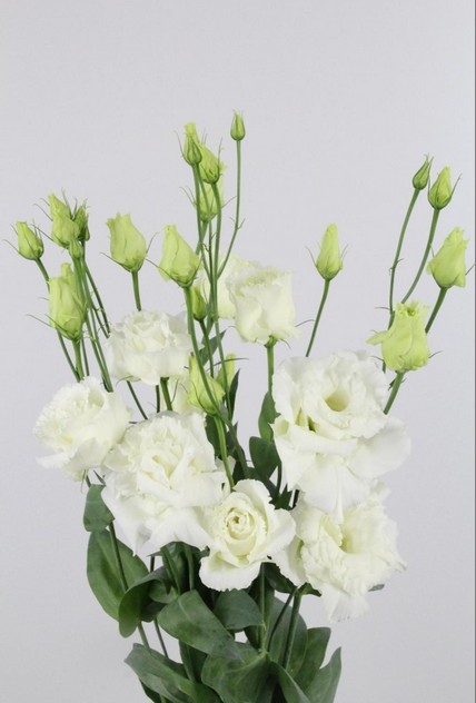 Lisiantus Hol. Alissa White 70cm 55gr "T10"