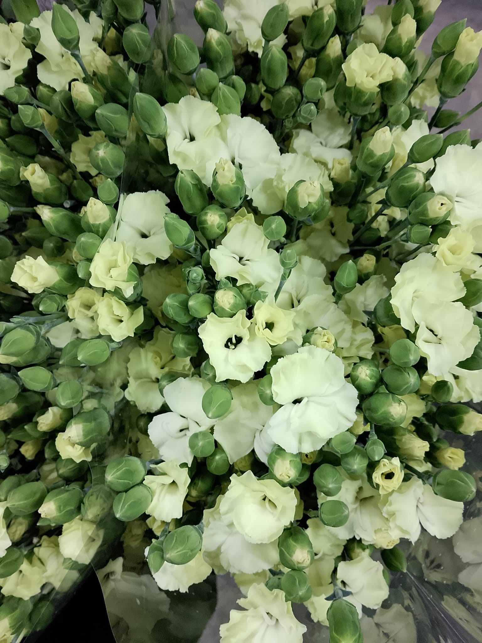 Clavel Solomio Italia Verde 60cm "T50"