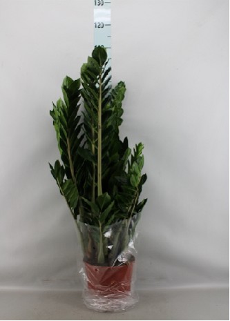 P. Zamioculca Zamiifol 21/90cm 10+Matas