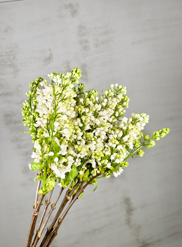 Lilas Madame Stepman Blanca 50cm 2bl