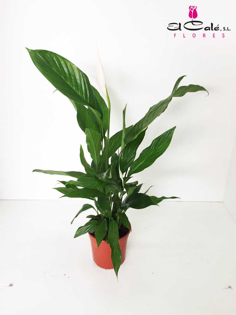 P. Spathyfilium Nacional 17/75cm x6