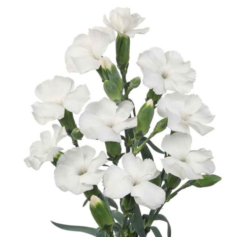 Clavel Solomio Italia Blanco 60cm "T50"