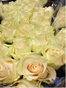 Rosa Hol. Solsy 60cm