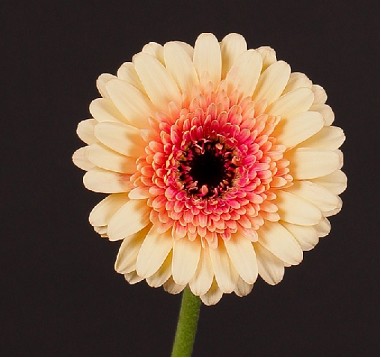Gerbera Mini Hol. Freedo "T20"