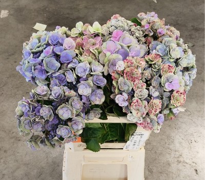 Hortensia Hol. Beau Papil Cl 60cm �18/20 Bic.