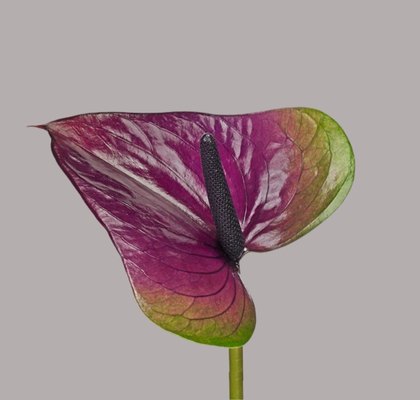 Anthurium Hol. Rembrandt Purple 15  "CC10"