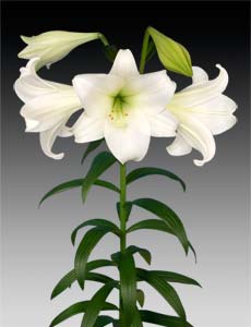 Longiflora Nac. 70cm 2/3 fl.