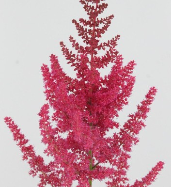 Astilbe Else Schluc 65cm