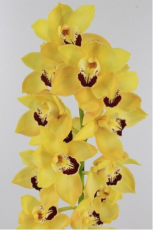 Cymbidium Coocksbridge 80cm