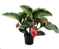 P. Medin Mag Flamenco17/60cm x4 +3Flores