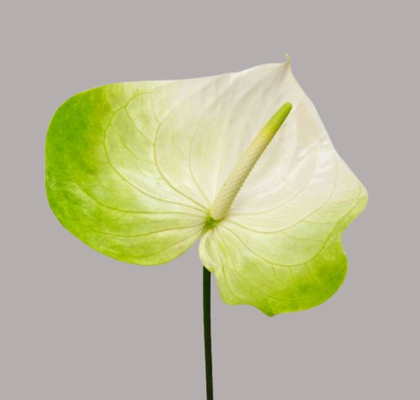 Anthurium Hol. Grace 15  "CC10"