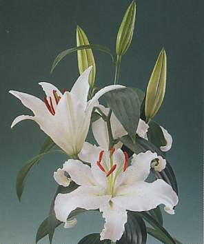 Oriental Hol. Bl. Helvetia 80cm 4 fl.