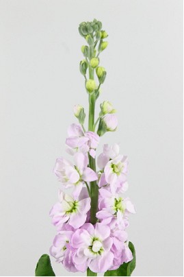 Aleli Hol. Figaro Rose 55cm "T10"
