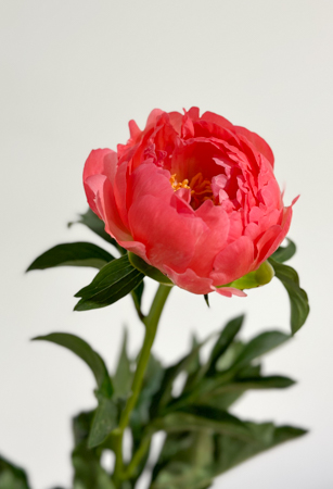 Peonia Nac. Coral Charm 55cm x5