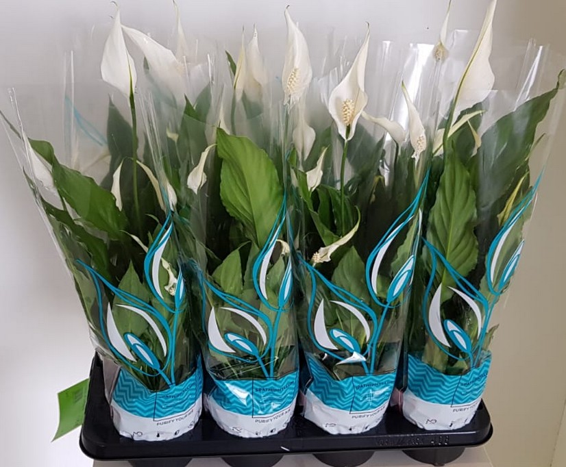 P. Spathyfilium Sweet Chico 13/55cm x8 5+flores