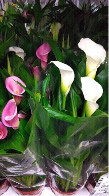 P. Calla Mixta 4 Kl 14/40cm x7 5F