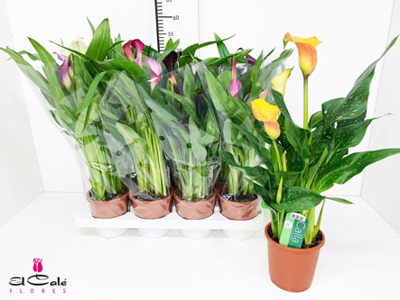 P. Calla Mixta 5Kl 13/50cm x8 +5 Flores