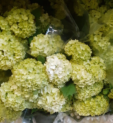Viburnum Roseum 60cm 4bl