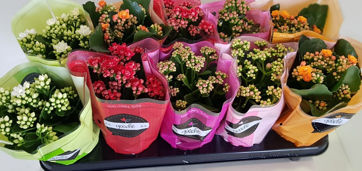 P. Kalanchoe B Ge Rf Mixto 5 Kl 10.5/24cm "CC10"