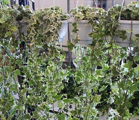 P. Hedera He Goldchild 17/100cm