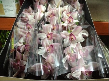 Cymbidium Joal 60cm