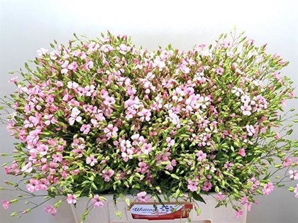Saponaria Ov Roze 60cm "Paquete"