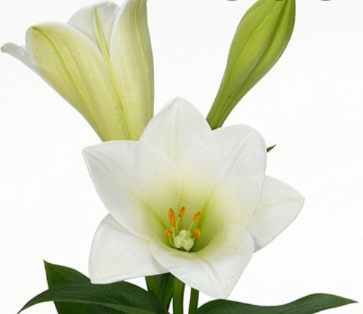 Longiflora Hol. Watch Up 85cm 2/3 flores