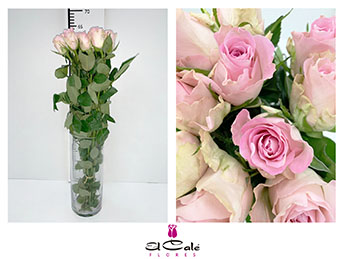Rosa Hol. Bisou 60cm Rs.