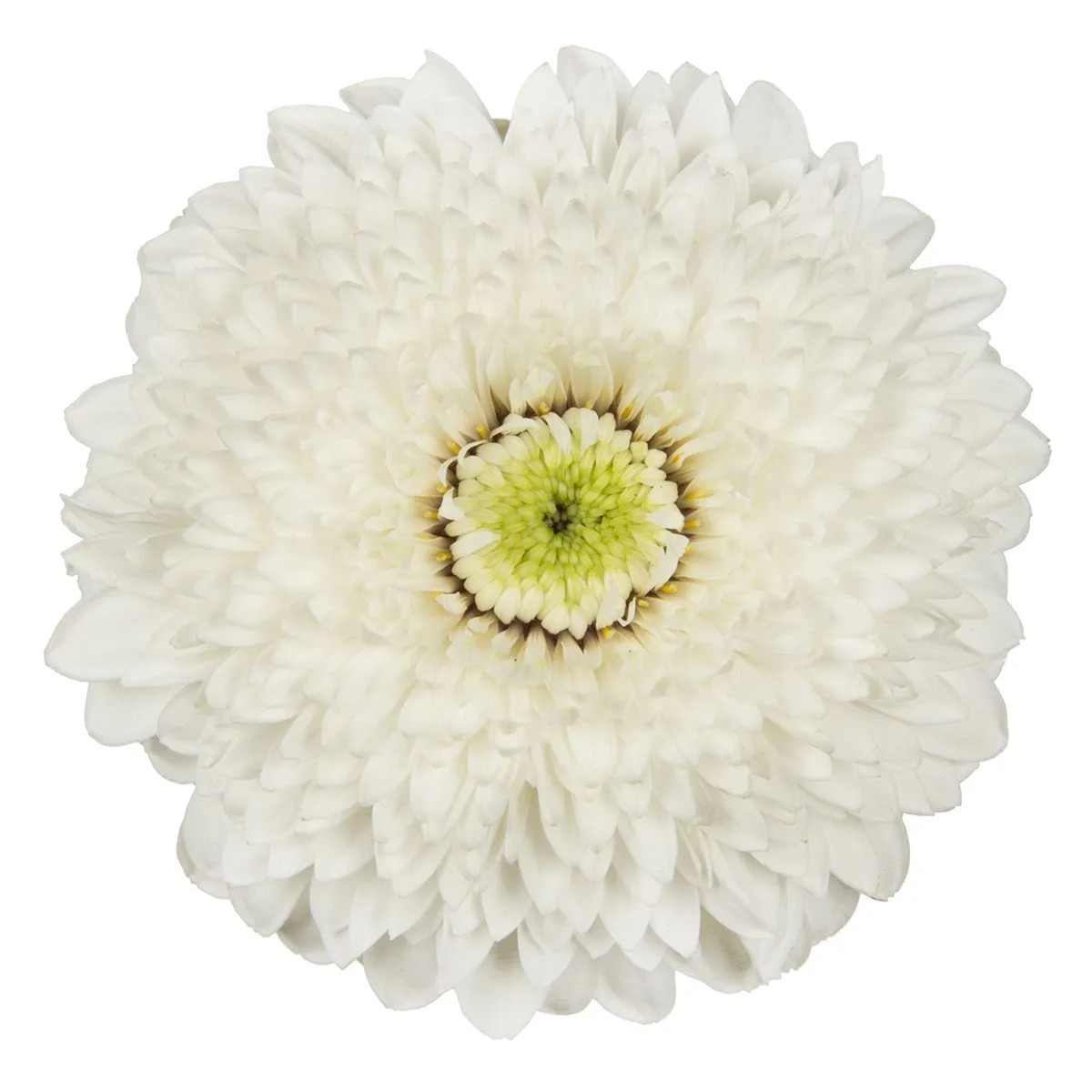 Gerbera Mini Hol. Bv Amando Bl. "T20"