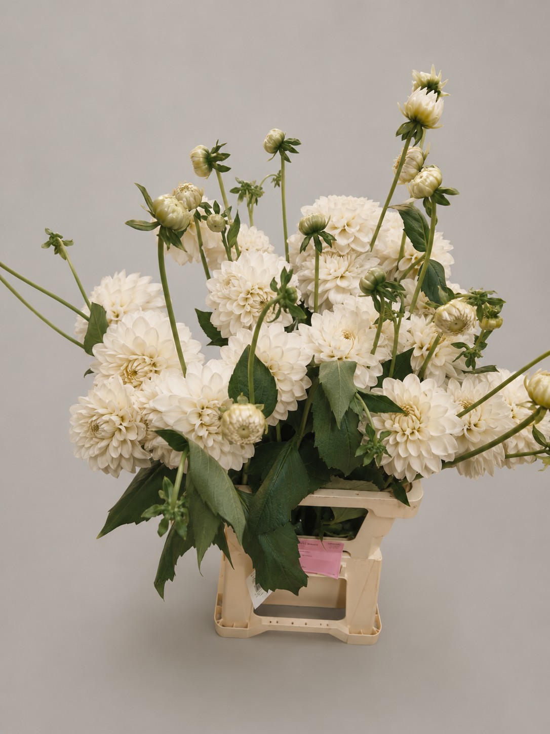 Dalia Hol. Overig Blanca 65cm "T20"
