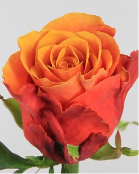 Rosa Hol. Espaa 60cm x10