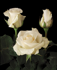 Rosa Hol. Ov Blanca 60cm