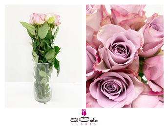 Rosa Hol. Memory Lane 35cm