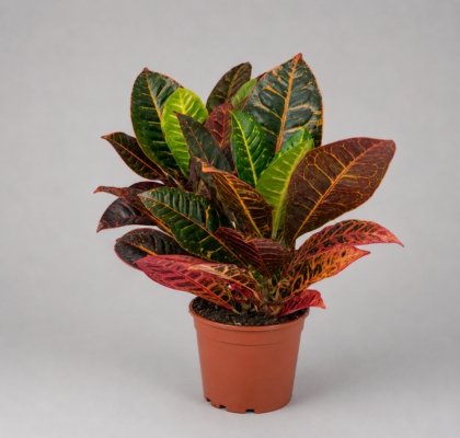 P. Croton Hol. Petra 13/40cm x8