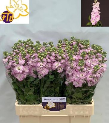 Aleli Hol. Mathilda Pink 60cm "T10"