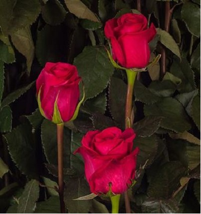 Rosa Ecu. Queenberry 50cm Fu