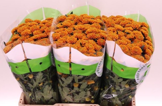 Santini Ellison Orange 1000gr "T25" Nj.