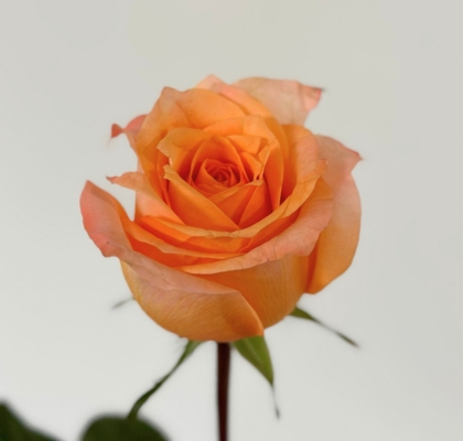Rosa Ecu. Coral Reef 50cm