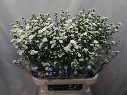 Aster Hol. Nb White Gypsy 85cm 30gr "T25"