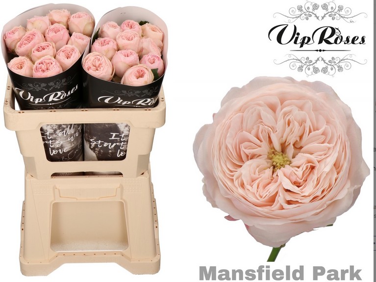 Rosa Hol. Mansfield Park@ 40cm