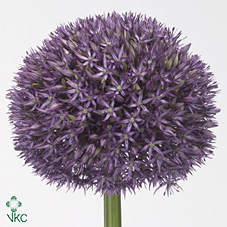 Allium Pinball Wizard 65cm