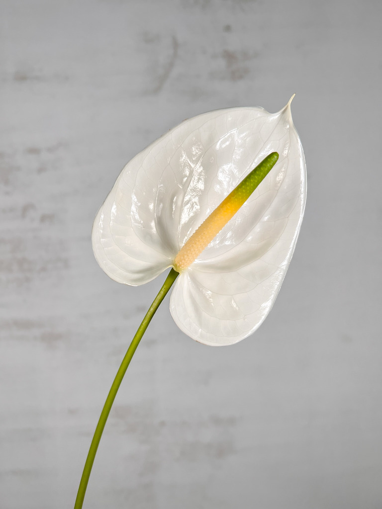 Anthurium Hol. Adina Blanco 11  "CC16"