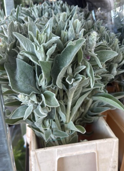 Stachys Silver Finch Italia 50cm 200gr