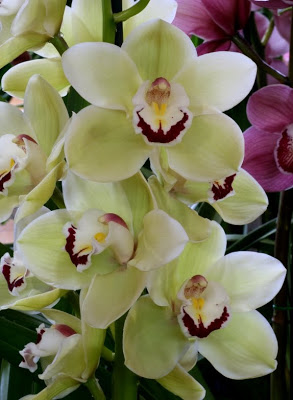 Cymbidium x6 Favourit 80cm Vd