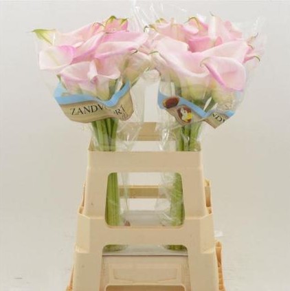 Calla Sweet Art 60cm