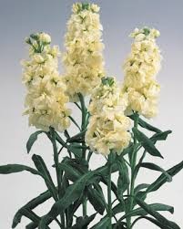 Aleli Hol. Mathilda Yellow 55cm "T10"